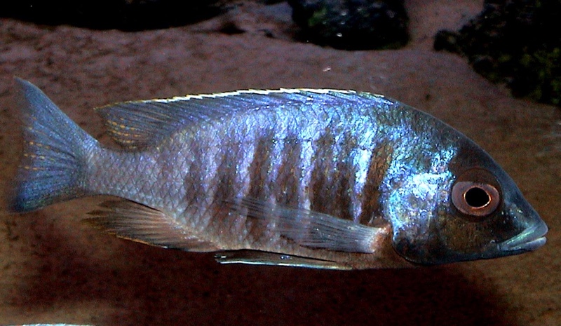 Placidochromis electra 'Gome'